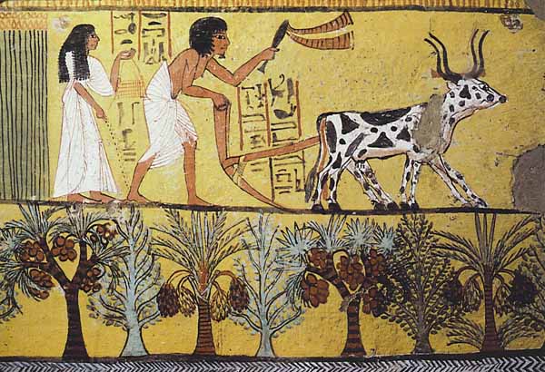 egyptfarming