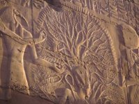 Egyptian tree of life17.jpg