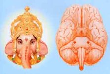 ganesh_in_the_brain.jpg ganesh_in_the_brain.jpg