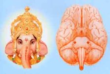 ganesh_in_the_brain.jpg