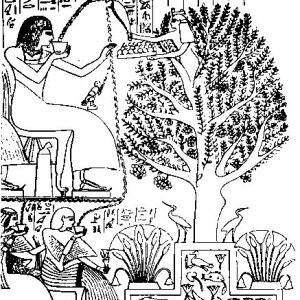 Egyptian tree of life5.jpg