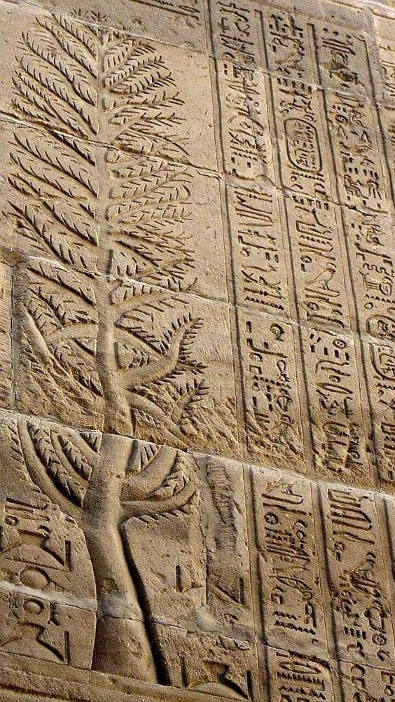 Egyptian tree of life.jpg